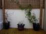 Terraces, Balconies & Gardens